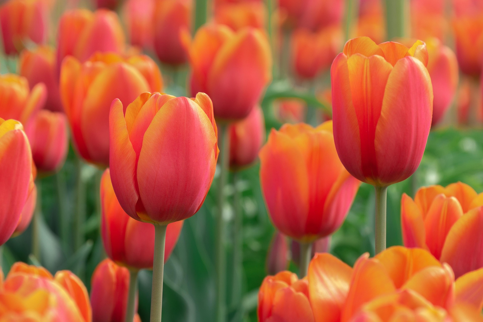 40 Jahre Blumentradition im Vatikan: „Bloemenpracht“ auf dem Petersplatz